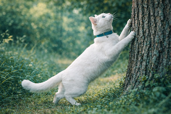 Katt tittar upp i träd